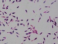 Gram-dodatna bakteria, Bacillus sp. B1(2015b) zdolna do metabolizowania ibuprofenu i naproksenu. Fot. Ariel Marchlewicz