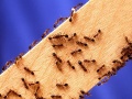 Mrówki ogniowe spacerujące po desce, niebieskie tło