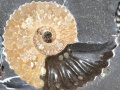 Amonit z Rosji z okresu dolnej kredy wraz z zachowanymi kapsułkami jajowymi ślimaków (dolna część okazu) – obiekty ostatnich zainteresowań dr. Michała Zatonia