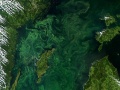 Zdjęcie satelitarne bałtyckiej martwej strefy wykonane w 2005 roku. Źródło: https://deadzonesjw.weebly.com/baltic-sea.html