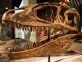 Czaszka Carcharodontosaurusa | fot. Matthew Deery / Wikipedia.com)