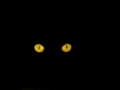 oczy kota, czarne tło