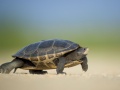 Idący żółw