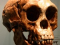 Czaszka Homo floresiensis z Amerykańskiego Muzeum Historii Naturalnej. Fot. By Ryan Somma (originally posted to Flickr as Flores) [CC BY-SA 2.0 (http://creativecommons.org/licenses/by-sa/2.0)], via Wikimedia Commons