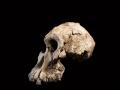Prawie kompletna czaszka przedstawiciela gatunku Australopithecus anamensis. Dale Omori/Cleveland Museum of Natural History