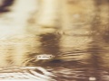 Tafla złotej powierzchni wody, na której widać drobne fale