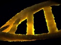 Helisa DNA. Fot. Pixbay, domena publiczna