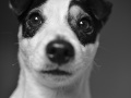 Pies rasy Jack Russell terrier patrzący prosto w obiektyw