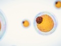 komórka tłuszczowa - żółte komórki z błękitną, przeźroczystą błoną