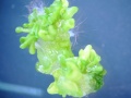 Somatyczne zarodki zregenerowane z niedojrzałego zarodka zygotycznego Arabidopsis thaliana. Fot. dr Katarzyna Nowak