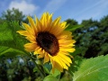 zbliżenie na kwiat słonecznik, domena: pixabay.com