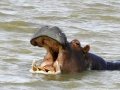 Z natury spokojny, hipopotam może być bardzo agresywny. W wodzie potrafi być sprawnym wojownikiem, który zwycięży krokodyla. Jego przodkowie byli znacznie mniejsi, ale także bardzo dobrze radzili sobie w swoim środowisku