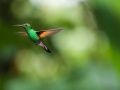 Koliber podczas lotu