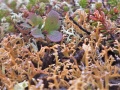 Wierzba zielna (Salix herbacea) w otoczeniu krzaczkowatych plech porostów z rodzaju chrobotek (Cladonia), w tle pędy bażyny czarnej (Empetrum nigrum). Foto: Andrzej Pasierbiński