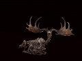 Pełny szkielet jelenia olbrzymiego na czarnym tle. Okaz ze zbiorów Smithsonian Natural History Museum. Foto: Gary Mulcahey / NMNH