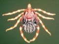 Kleszcz z rodzaju Hyalomma (Fot. By Alan R Walker (Own work) [CC BY-SA 3.0 (http://creativecommons.org/licenses/by-sa/3.0)], via Wikimedia Commons)