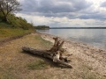 Kora drzewa na piasku a obok jezioro