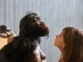 Rekonstrukcja żeńskiego osobnika Australopithecus afarensis w Neanderthal-Museum, Mettmann | Image credit: Neanderthal-Museum, Mettmann, CC BY-SA 4.0, via Wikimedia Commons