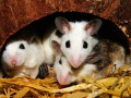 grupa myszy