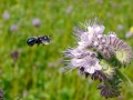 Osmia lignaria, granatowa pszczoła lecąca w stronę fioletowego kwiatu