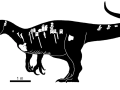 Rekonstrukcja megaraptora Maip macrothorax w porównaniu do wielkości człowieka. Na czarnej - hipotetycznej - sylwetce zaznaczono odnalezione kości. Źródło: artykuł źródłowy w Scientic Raports; licencja Creative Common 4.0