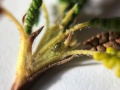 Acyrthosiphon svalbardicum, samica jajorodna | fot. Dominik Chłond