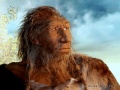 Model neandertalczyka według projektu Marty Szubert, znajdujący się w zbiorach Muzeum Wydziału Nauk o Ziemi UŚ