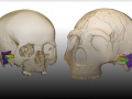 Trójwymiarowy model rekronstrukcji ucha człowieka współczesnego (lewy) i neandertalczyka (prawy). Image Credit: Mercedes Conde-Valverde.