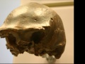Czaszka znaleziona w rzece Solo. Źródło: https://commons.wikimedia.org/wiki/File:Ngandong_7-Homo_erectus.jpg#/media/Plik:Ngandong_7-Homo_erectus.jpg