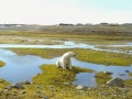 Niedźwiedź polarny (Ursus maritimus)  w okolicy Polskiej Stacji Polarnej Hornsund na Spitsbergenie. Fot. dr Dariusz Ignatiuk