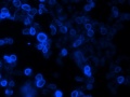 Komórki nowotworu jelita grubego poddane działaniu pochodnych chinoliny, zdjęcie wykonane przy użyciu mikroskopu fluorescencyjnego. Fot. dr Anna Mrozek-Wilczkiewicz