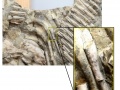 Dwa zdjęcia prezentujące zachowany fragment szkieletu oraz w powiększeniu narośle na jednym z żeber