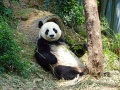 panda wielka w naturalnym środowisku