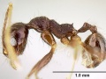 Mrówka z rodzaju Pheidole, ale z gatunku purpurea. Fot. The photographer and www.antweb.org [CC BY-SA 3.0 (http://creativecommons.org/licenses/by-sa/3.0)], via Wikimedia Commons
