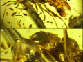 Mikrofotografie „Linguamyrmex vladi”. (A) Widok boczny próbki holotypowej BuPH-01. (B) Widok głowy i tułowia. Podziałka skali 0,5mm. Fot. wileyonlinelibrary.com.