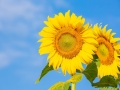 piękny jaskrawy żółty słonecznik na tle niebieskiego nieba