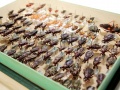 Część kolekcji Hemiptera w Katedrze Zoologii UŚ stanowią okazy na szpilkach entomologicznych. Fot. Małgorzata Kłoskowicz
