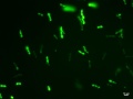 Zdjęcie żywych i aktywnych komórek