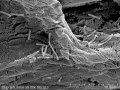 Fotografia komórek szczepu Pseudomonas moorei KB4 unieruchomionych na powierzchni gąbki roślinnej | fot. Urszula Guzik