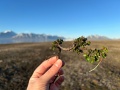 Salix polaris (wierzba polarna) / Spitsbergen | fot. Magdalena Opała-Owczarek