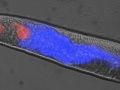 Niebieska fluorescencja powstająca w ciele umierającego nicienia Caenorhabditis elegans. Fot. David Gems (University College London)