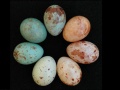 siedem jaj różnych kolorów i różnie nakrapianych, ułożone w kręgu, na czarnym tle