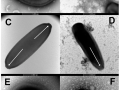 Mikroskopowy obraz wirusów użytych w badaniu.