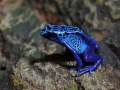 Niebieska trująca żaba siedzi na kamieniu