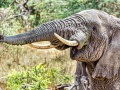 słoń z wyprostowaną trąbą