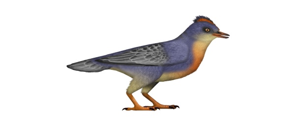 Artystyczna wizja Baminornis zhenghensis | Image credit: UnexpectedDinoLesson, CC BY 4.0 via Wikimedia Commons
