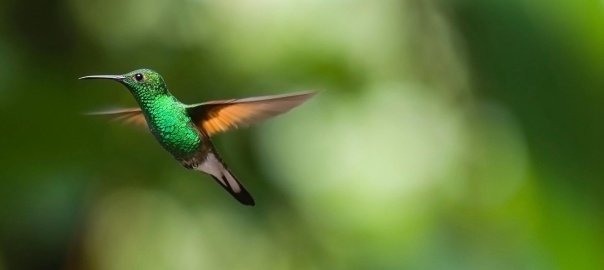 Koliber podczas lotu