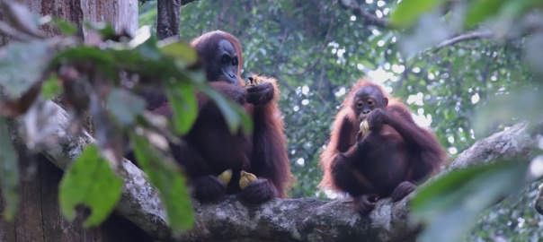 Dwie małpy siedzące na drzewie w lesie tropikalnym | fot. Łukasz Junkiert