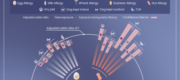 Grafika przedstawia zależność między ekspozycją na psy i koty w okresie życia płodowego (różowe kropki) i wczesnego niemowlęctwa (niebieskie kropki) i ryzyko alergii spożywczych u dzieci do trzeciego roku życia. Kontakt z psami domowymi jest skorelowany z mniejszym ryzykiem alergii na jajka, mleko i orzechy. Kontakt z kotami związany jest z mniejszym ryzykiem alergii na jajka pszenicę i soję. Credit: Anne-Lise Paris (in-graphidi.com), PLOS, CC-BY 4.0 (creativecommons.org/licenses/by/4.0/)