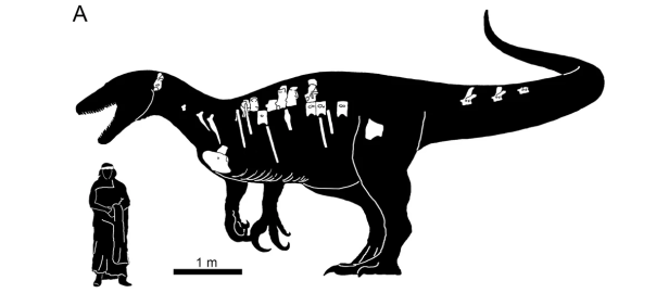 Rekonstrukcja megaraptora Maip macrothorax w porównaniu do wielkości człowieka. Na czarnej - hipotetycznej - sylwetce zaznaczono odnalezione kości